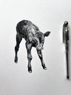 New calf